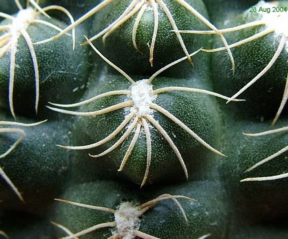 Gymnocalycium _calochlorum 'proliferum' P109 _05